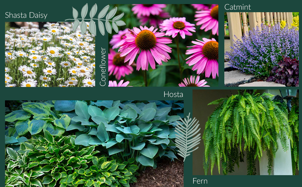 Low Maintenance Flowers and shrubs